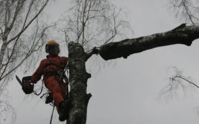 Спил и вырубка деревьев - Эверест - Сыктывкар, цены, предложения специалистов